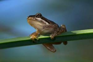 USA; California; San Diego; A Baby Tree Frog in Mission Trails Regional Park in San Diego USA; California; San Diego; A Baby Tree Frog in Mission Trails Regional Park in San Diego