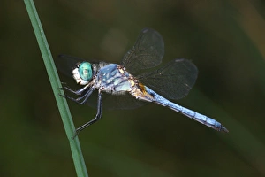 USA; California; San Diego; A Blue Drangonfly in Mission Trails Regional Park USA; California; San Diego; A Blue Drangonfly in Mission Trails Regional Park