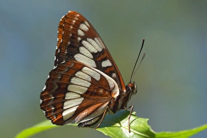 USA; California; San Diego; A Butterfly in Mission Trails Regional Park USA; California; San Diego; A Butterfly in Mission Trails Regional Park