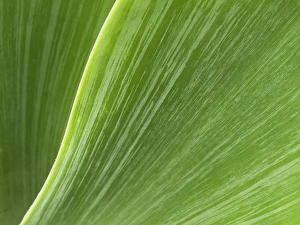 USA, California, San Diego, Close-up of agave plant USA, California, San Diego, Close-up of agave plant