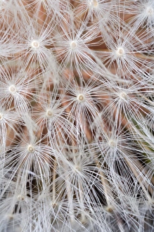 USA; California; San Diego; Close-up of a dandelion USA; California; San Diego; Close-up of a dandelion