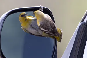 USA - California - San Diego County - female Bullocks Oriole looking into car's USA - California - San Diego County - female Bullocks Oriole looking into car's