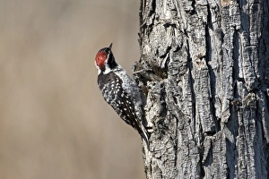 USA - California - San Diego County - Nuttalls Woodpecker USA - California - San Diego County - Nuttalls Woodpecker