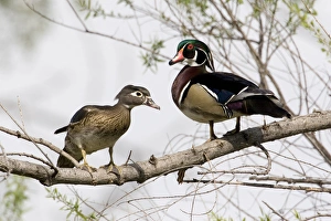 USA - California - San Diego County - pair of Wood Ducks USA - California - San Diego County - pair of Wood Ducks