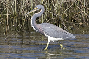 USA - California - San Diego County - Tricolored Heron USA - California - San Diego County - Tricolored Heron