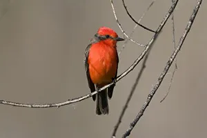 USA - California - San Diego County - Vermilion Flycatcher sitting on branch USA - California - San Diego County - Vermilion Flycatcher sitting on branch