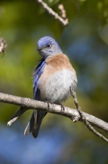 USA - California - San Diego County - Western Bluebird USA - California - San Diego County - Western Bluebird
