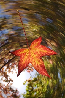 USA; California; San Diego; Falling Leaf from a tree in autumn USA; California; San Diego; Falling Leaf from a tree in autumn