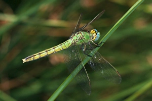 USA; California; San Diego; A Green Drangonfly in Mission Trails Regional Park in USA; California; San Diego; A Green Drangonfly in Mission Trails Regional Park in
