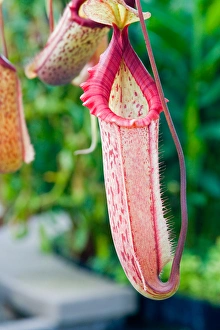 USA, California, San Francisco. The Nepenthes plant USA, California, San Francisco. The Nepenthes plant