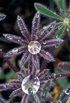 USA, California, Sierra Foothills Dew drops on miniature Lupine foliage (Lupinus USA, California, Sierra Foothills Dew drops on miniature Lupine foliage (Lupinus