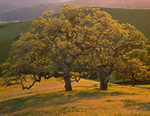 USA, California, South Coast Range, Valley oaks and grasses glow in sunset light USA, California, South Coast Range, Valley oaks and grasses glow in sunset light