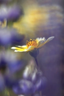 USA. California. Tidytip (Layia playtglossa) softly surrounded by lupine (lupinus) USA. California. Tidytip (Layia playtglossa) softly surrounded by lupine (lupinus)