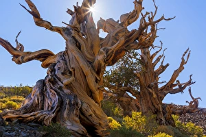 USA, California, White Mountains Wilderness. The Sentinel Tree bristlecone pine. Credit as USA, California, White Mountains Wilderness. The Sentinel Tree bristlecone pine. Credit as