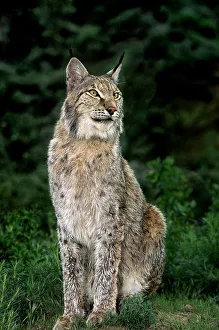 USA, California, Wildlife Waystation. Captive Canadian lynx in rescue facility USA, California, Wildlife Waystation. Captive Canadian lynx in rescue facility