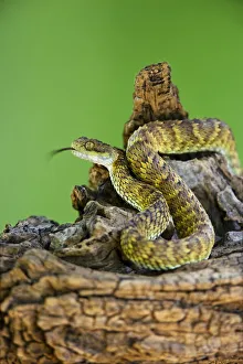 USA. Captive Broadley's bush viper coiled on tree limb USA. Captive Broadley's bush viper coiled on tree limb