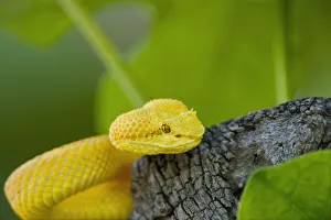 USA. Captive golden yellow eyelash viper on tree limb USA. Captive golden yellow eyelash viper on tree limb