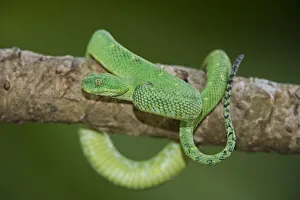 USA. Captive green West African bush viper on limb USA. Captive green West African bush viper on limb