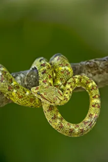 USA. Captive yellowish green-and-red spotted eyelash viper coiled on tree limb USA. Captive yellowish green-and-red spotted eyelash viper coiled on tree limb