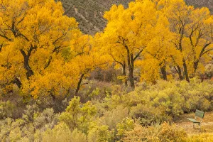 USA, Colorado. Bench and cottonwoods in autumn USA, Colorado. Bench and cottonwoods in autumn