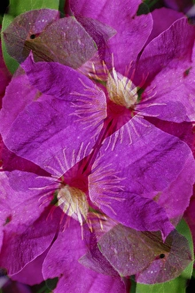 USA, Colorado, Boulder. Clematis flower montage USA, Colorado, Boulder. Clematis flower montage