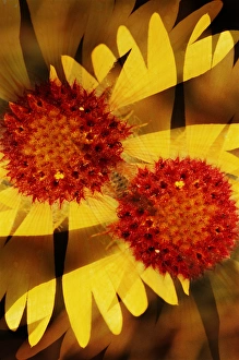 USA, Colorado, Boulder. Gaillardia flower montage USA, Colorado, Boulder. Gaillardia flower montage