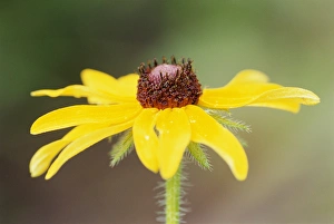 USA, Colorado, Boulder. Sunflower close-up. Credit as: Marie Bush / Jaynes Gallery USA, Colorado, Boulder. Sunflower close-up. Credit as: Marie Bush / Jaynes Gallery