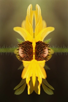 USA, Colorado, Boulder. Sunflower montage. Credit as: Marie Bush / Jaynes Gallery USA, Colorado, Boulder. Sunflower montage. Credit as: Marie Bush / Jaynes Gallery