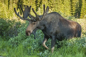 USA, Colorado, Brainard Lake Recreation Area. Bull moose with velvet antlers. Credit as USA, Colorado, Brainard Lake Recreation Area. Bull moose with velvet antlers. Credit as