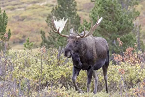 USA, Colorado, Cameron Pass. Bull moose with antlers USA, Colorado, Cameron Pass. Bull moose with antlers
