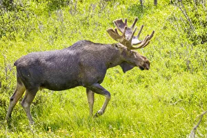 USA, Colorado, Cameron Pass. Bull moose in meadow. Credit as Fred Lord / Jaynes Gallery / USA, Colorado, Cameron Pass. Bull moose in meadow. Credit as Fred Lord / Jaynes Gallery /