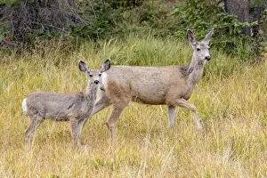 USA, Colorado, Cameron Pass. Mule deer doe with fawn USA, Colorado, Cameron Pass. Mule deer doe with fawn