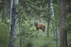 USA, Colorado. A cinnamon phase black bear in forest USA, Colorado. A cinnamon phase black bear in forest