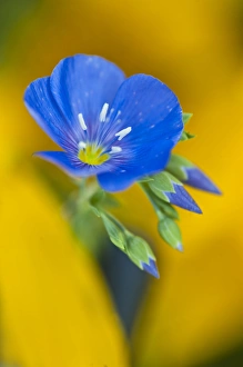 USA, Colorado. Close-up of cranesbill geranium wildflower in springtime USA, Colorado. Close-up of cranesbill geranium wildflower in springtime
