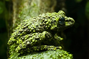 USA, Colorado, Denver, Denver Zoo. Close-up of mossy frog USA, Colorado, Denver, Denver Zoo. Close-up of mossy frog