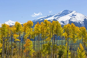 USA, Colorado. Fall aspens and mountain. Credit as: Don Paulson / Jaynes Gallery / DanitaDelimont USA, Colorado. Fall aspens and mountain. Credit as: Don Paulson / Jaynes Gallery / DanitaDelimont