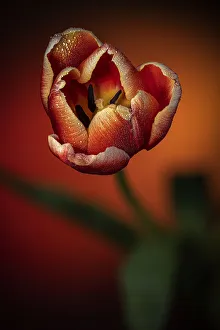 USA, Colorado, Fort Collins. Close-up of red tulip USA, Colorado, Fort Collins. Close-up of red tulip