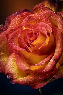 USA, Colorado, Fort Collins. Rose close-up. Credit as Fred Lord / Jaynes Gallery / USA, Colorado, Fort Collins. Rose close-up. Credit as Fred Lord / Jaynes Gallery /