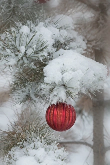 USA, Colorado. Fresh snowfall on tree and Christmas ornaments USA, Colorado. Fresh snowfall on tree and Christmas ornaments
