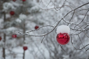 USA, Colorado. Fresh snowfall on trees and Christmas ornaments USA, Colorado. Fresh snowfall on trees and Christmas ornaments