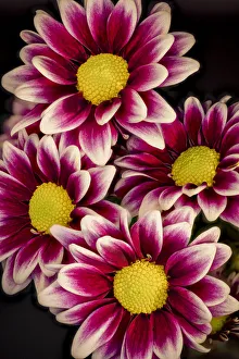 USA, Colorado, Ft. Collins. Daisies close-up. Credit as Fred Lord / Jaynes Gallery / USA, Colorado, Ft. Collins. Daisies close-up. Credit as Fred Lord / Jaynes Gallery /