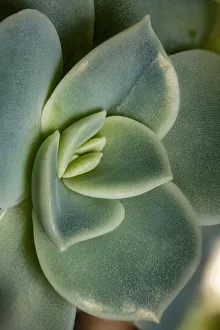 USA, Colorado, Ft. Collins. Echeveria succulent. Credit as Fred Lord / Jaynes Gallery / USA, Colorado, Ft. Collins. Echeveria succulent. Credit as Fred Lord / Jaynes Gallery /