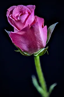 USA, Colorado, Ft. Collins. Rose flower close-up. Credit as Fred Lord / Jaynes Gallery / USA, Colorado, Ft. Collins. Rose flower close-up. Credit as Fred Lord / Jaynes Gallery /