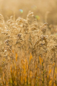 USA, Colorado, Gunnison National Park. Close-up of golden grasses USA, Colorado, Gunnison National Park. Close-up of golden grasses
