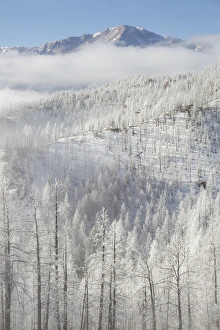 USA, Colorado. Hoarfrost coats the trees of Pike National Forest USA, Colorado. Hoarfrost coats the trees of Pike National Forest