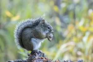USA, Colorado, Indian Peaks Wilderness. Red squirrel eating pine cone USA, Colorado, Indian Peaks Wilderness. Red squirrel eating pine cone