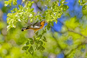 USA, Colorado, John Martin Reservoir. Adult male Bullock's oriole in tree USA, Colorado, John Martin Reservoir. Adult male Bullock's oriole in tree