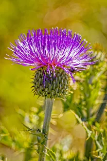 USA, Colorado, La Junta. Bull thistle close-up USA, Colorado, La Junta. Bull thistle close-up