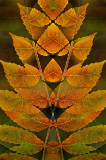 USA, Colorado, Lafayette. Autumn sumac montage USA, Colorado, Lafayette. Autumn sumac montage