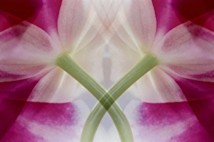 USA, Colorado, Lafayette. Orchid montage. Credit as: Marie Bush / Jaynes Gallery USA, Colorado, Lafayette. Orchid montage. Credit as: Marie Bush / Jaynes Gallery